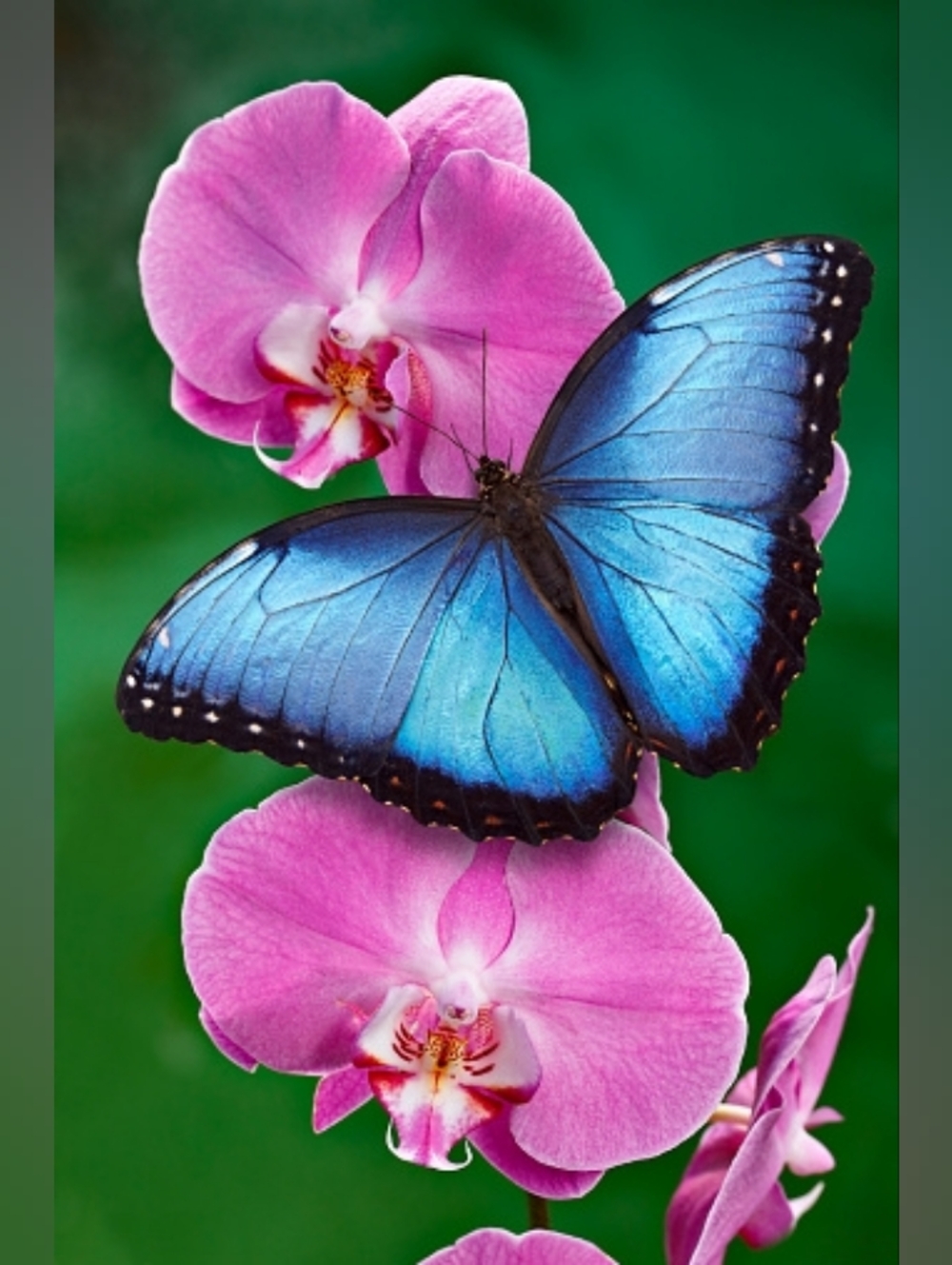 Custom Fridge Magnet Blue Butterfly on Pink Orchids